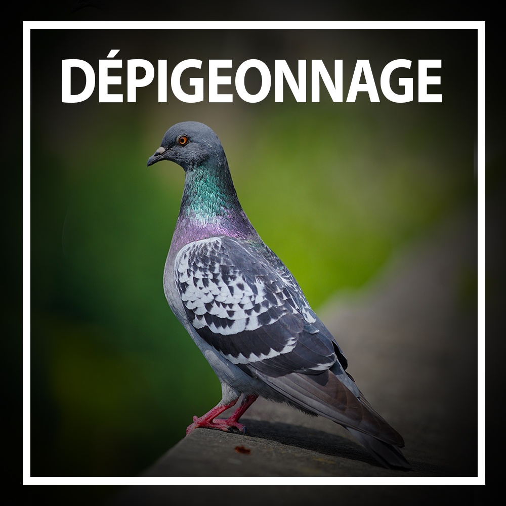 Dionisio Dépigeonnage